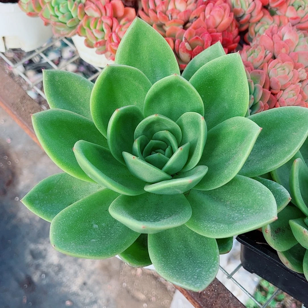 翠花大单头精品特价