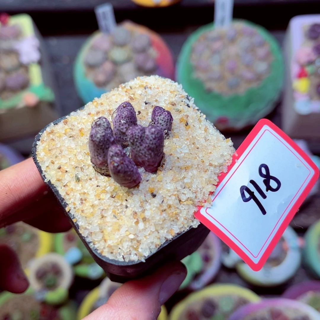 816生石花带盆发1