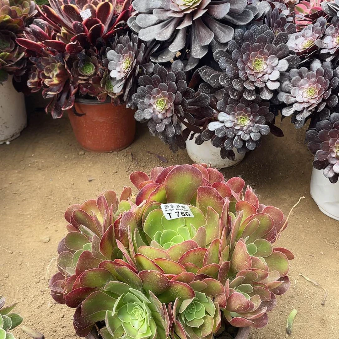 766柠檬多肉法师断枝不包