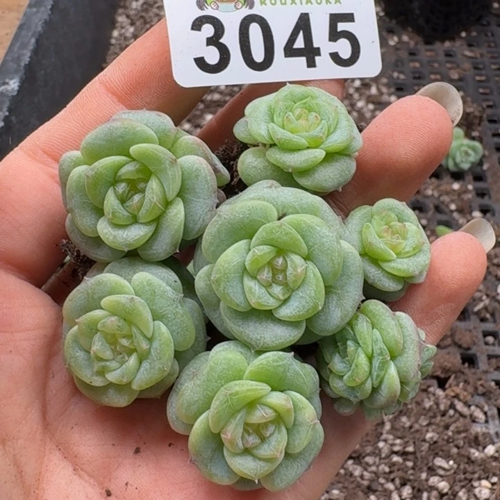 无花朵多肉植物多肉植物