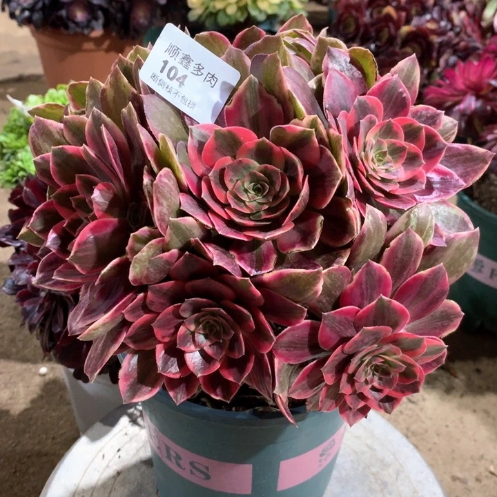 104浣纱多肉植物