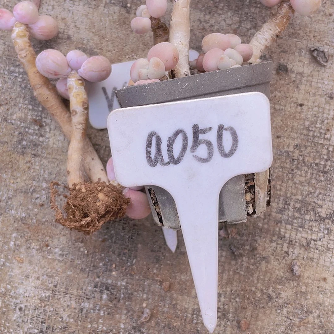 大**儿桃蛋儿a050一物一拍