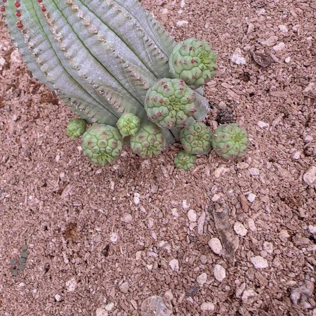 Y块根植物块块根植物