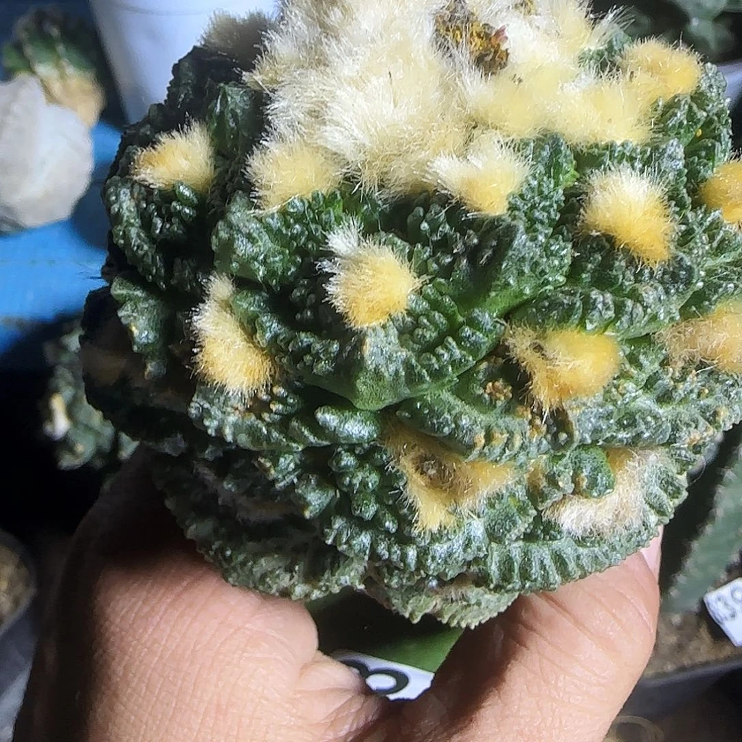 龟甲063仙人球开花