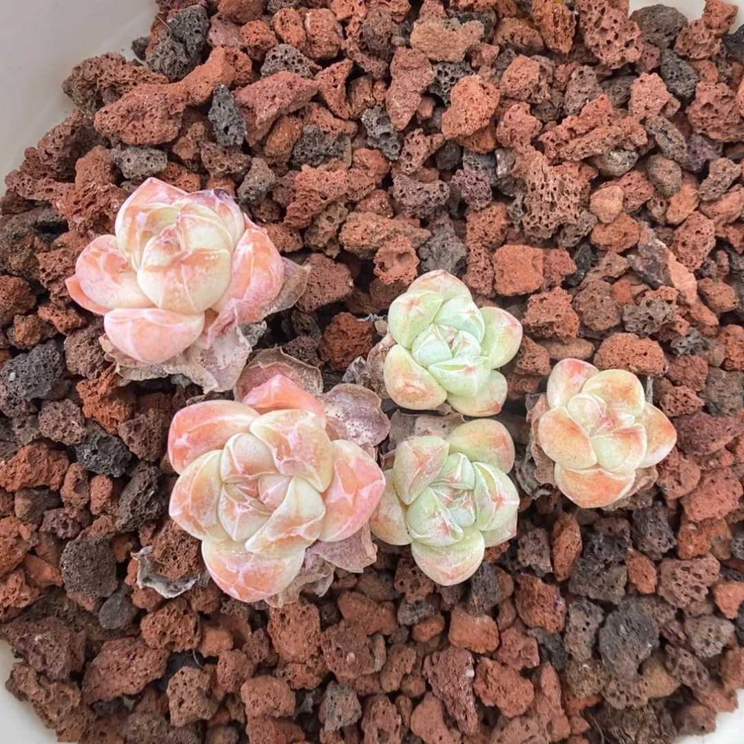 老桩冰玉群生230号