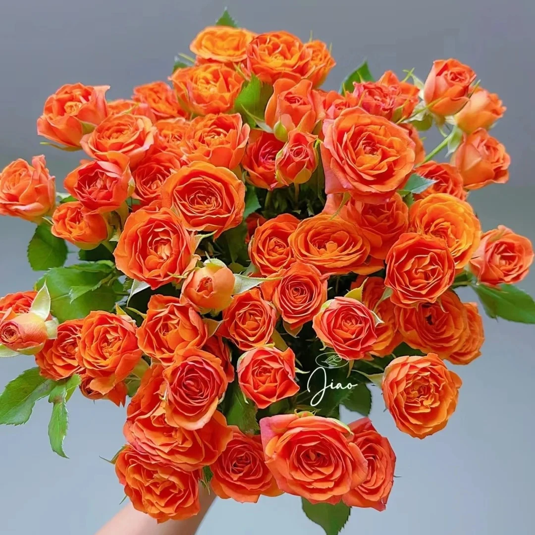 【橘橙色多玫瑰】云南基地鲜花新鲜高品质任意鲜花拍三单送花瓶
