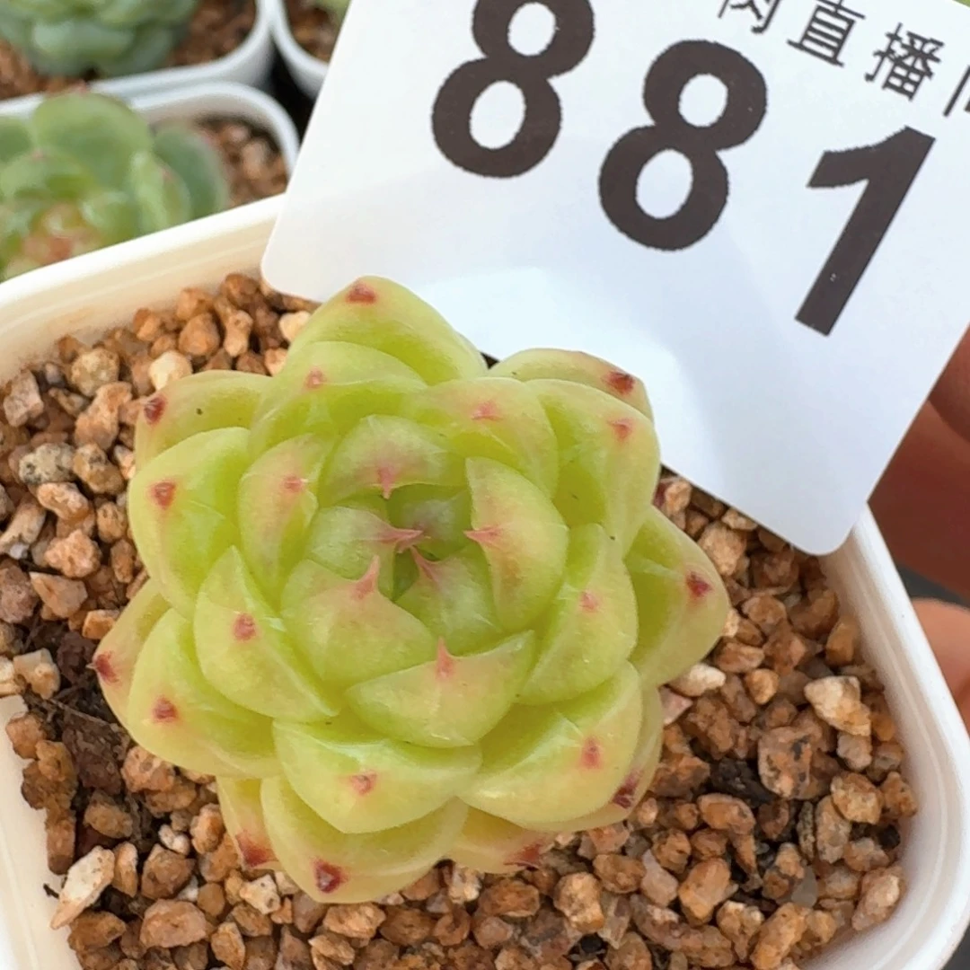 熊猫            精美多肉植物