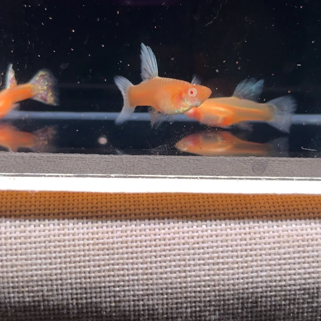 孔雀鱼蛇白超大背1公2母