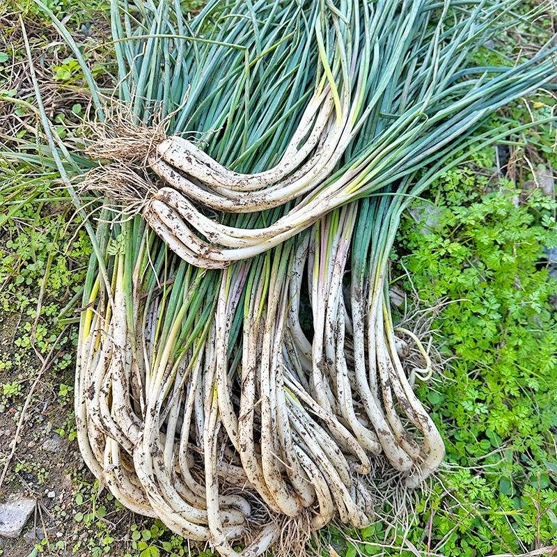 江西荞头新鲜现挖带叶带须农家菜藠头可做种泡菜凉拌下饭菜包邮批