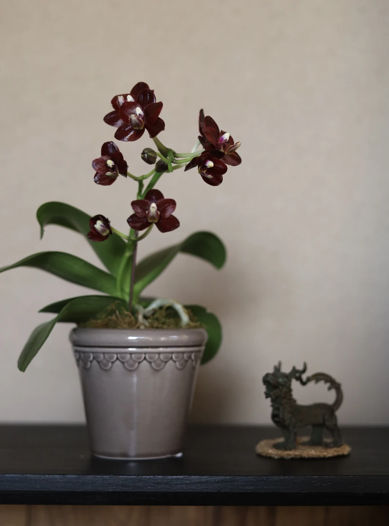 【露娜】小黑猫原生种珍奇趣味兰