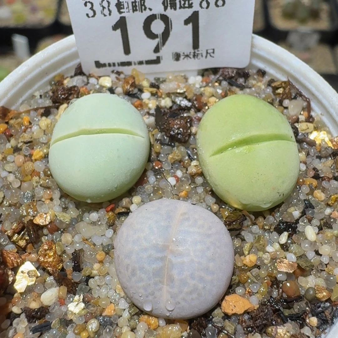 Ssss精品生石花191