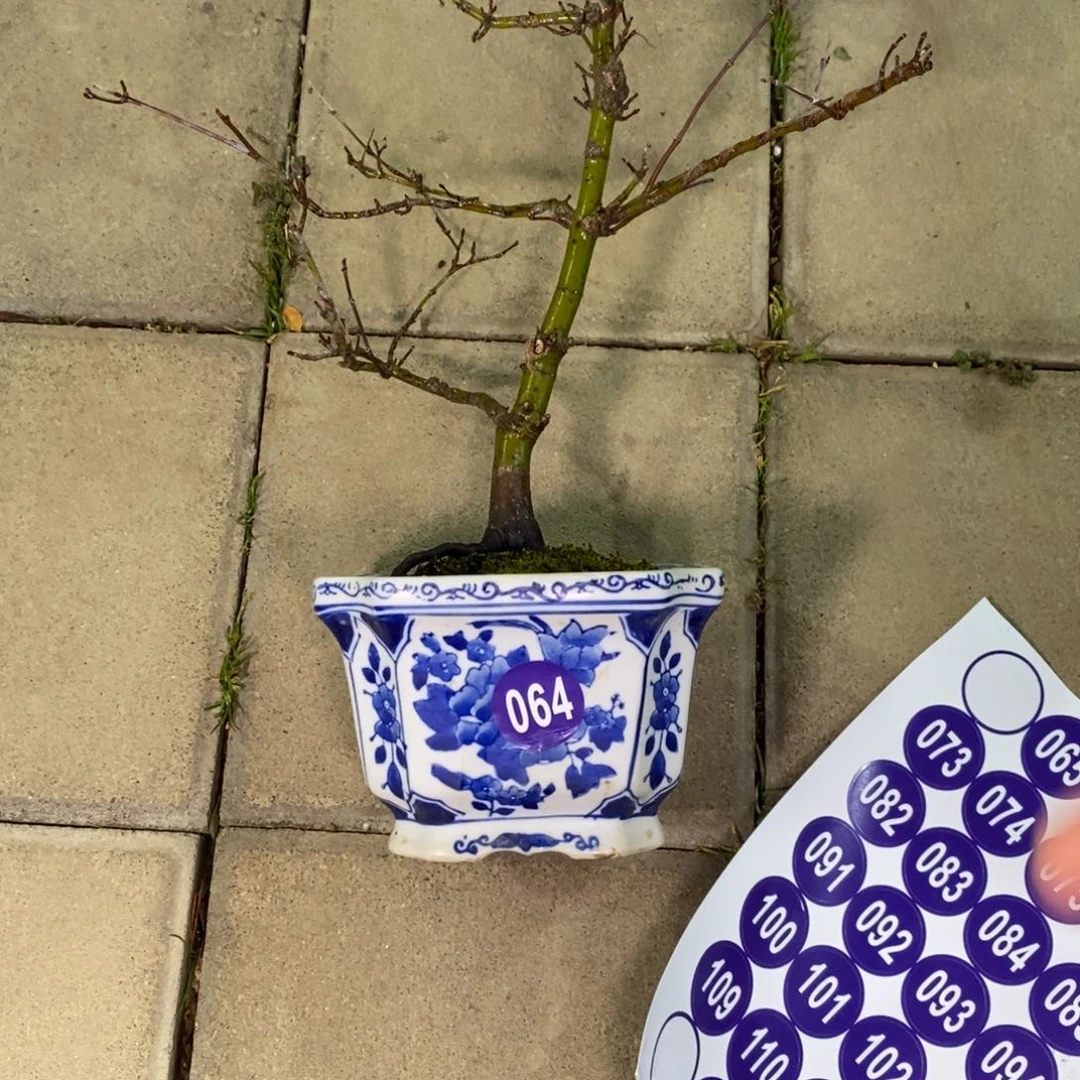 红陶C***啡红红火火过大年064