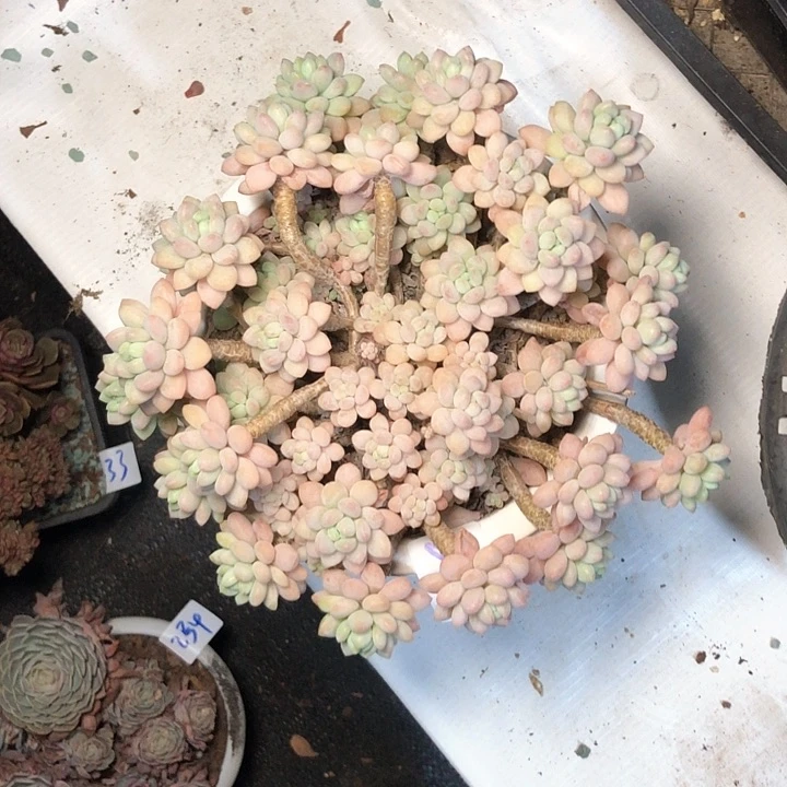 晓*吖236///////////////