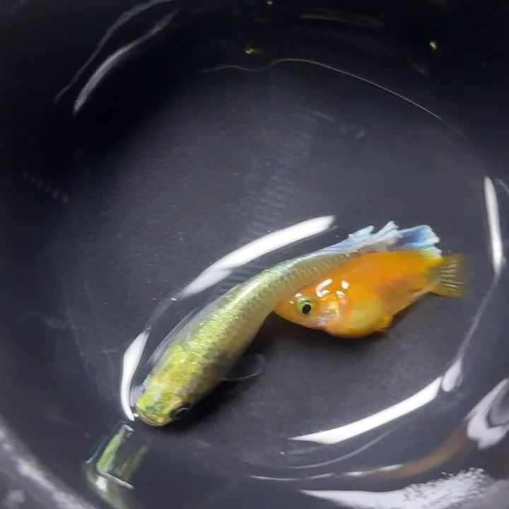 青鳉鱼艾美金 11111111