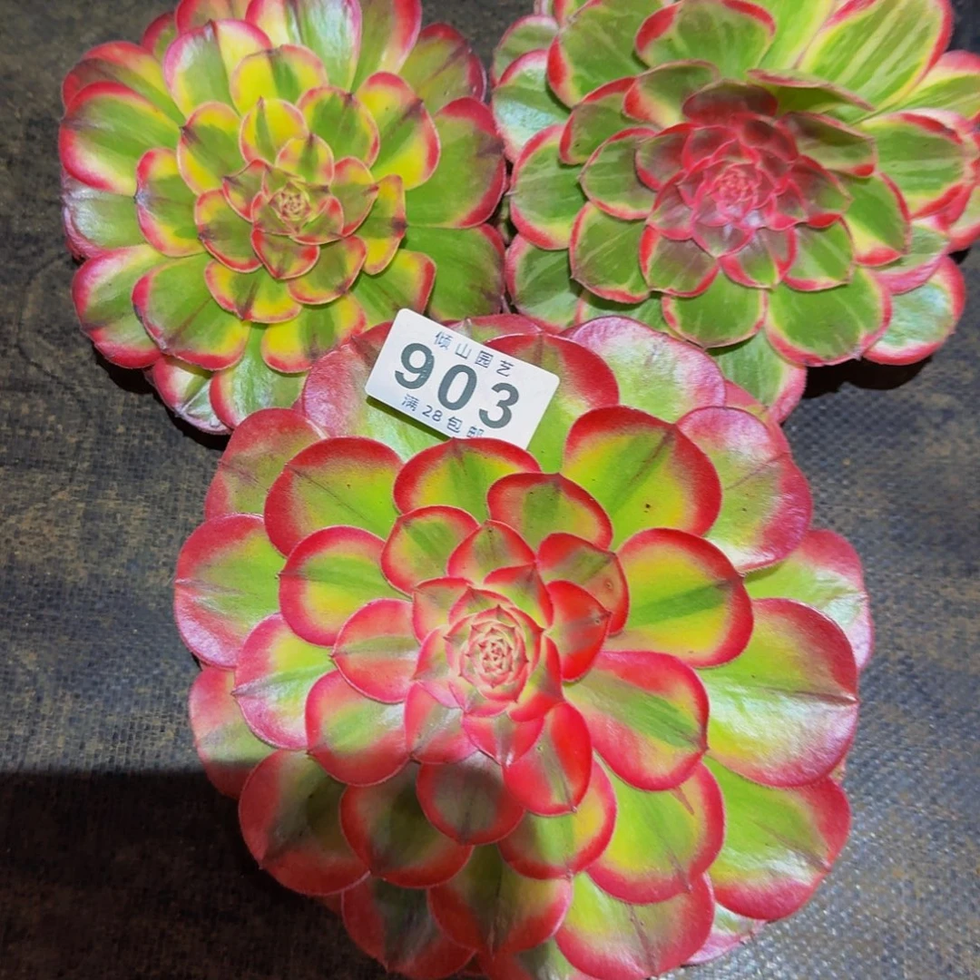 903号多肉植物三颗