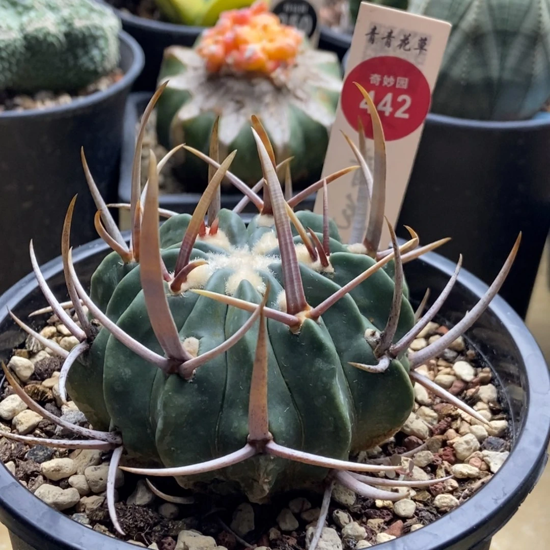 自根卷刺朝天刺龙剑丸7.1cm