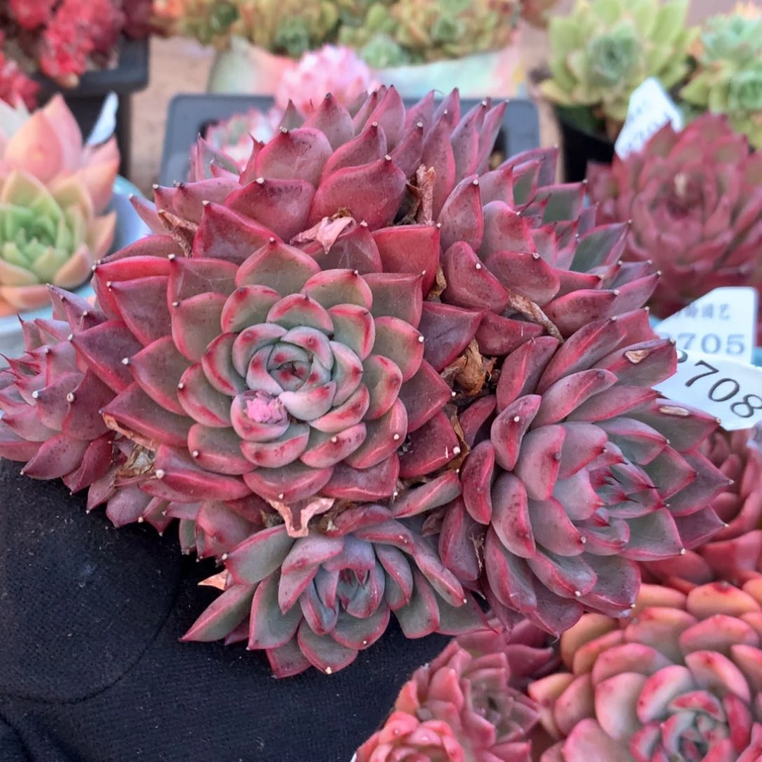 2708杂交多肉植物