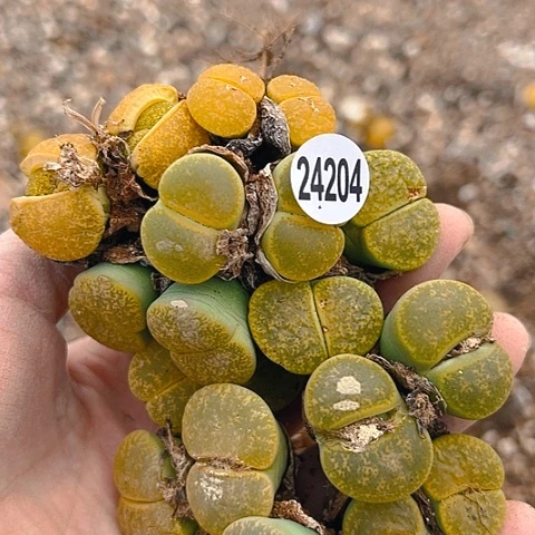 2颗黄8颗绿双头紫勋