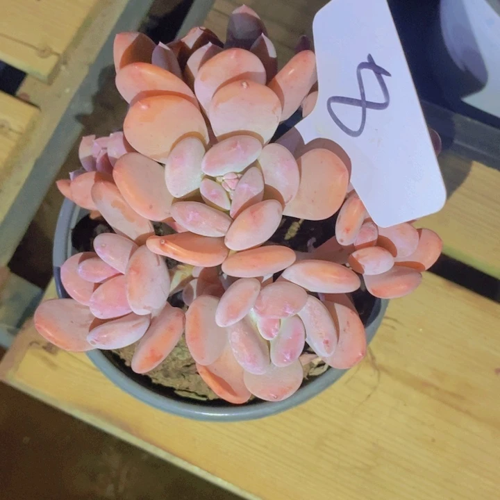 我自己买票吧明天