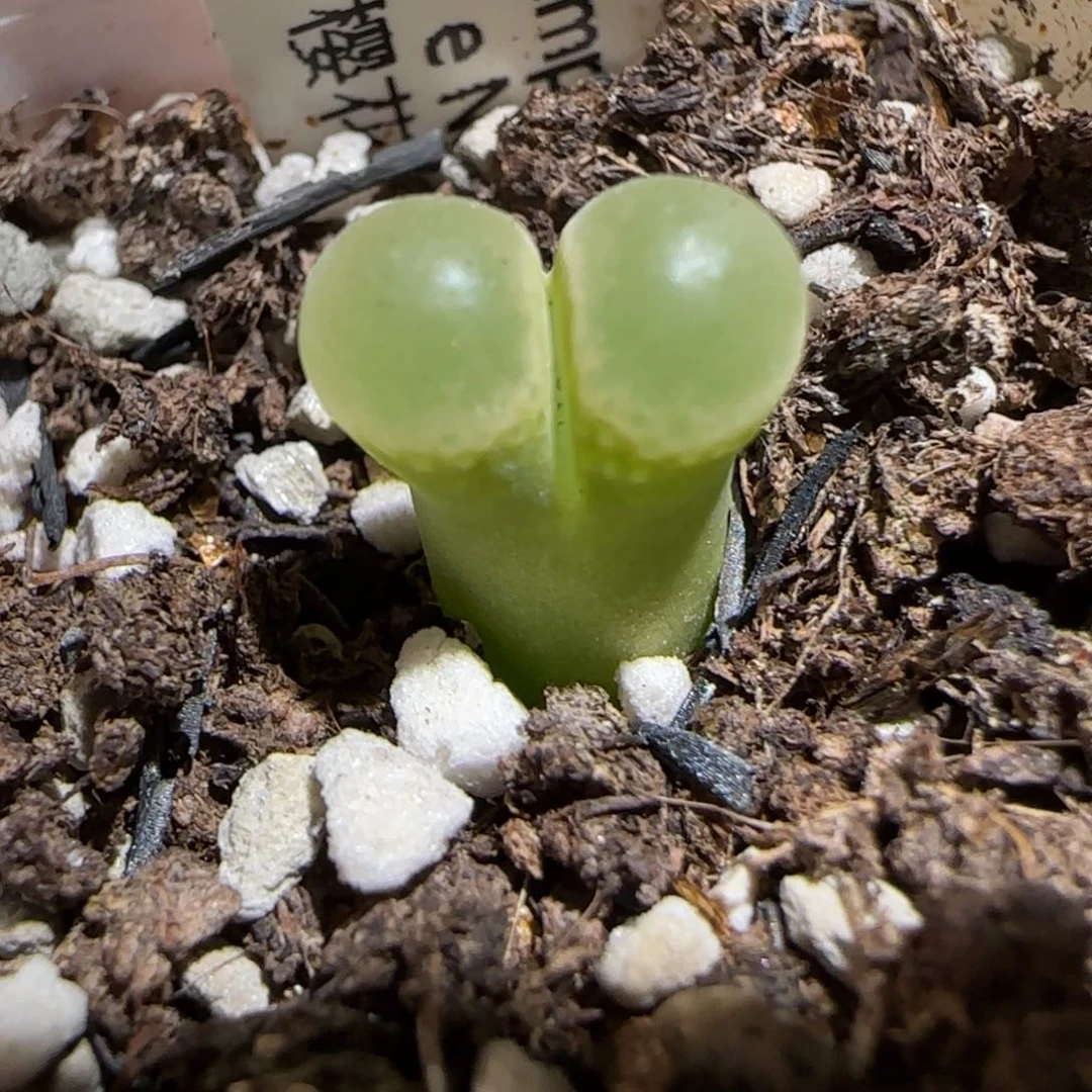 肉锥多肉植物组合-粉樱1314