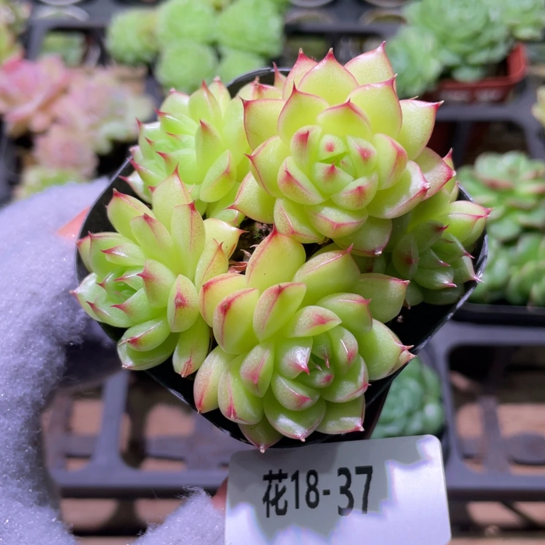 花利美18-37麦秆群