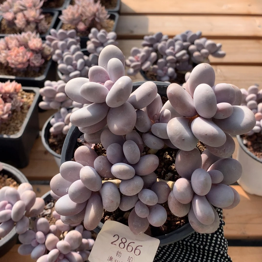 14.5厘米七头原始奶2866