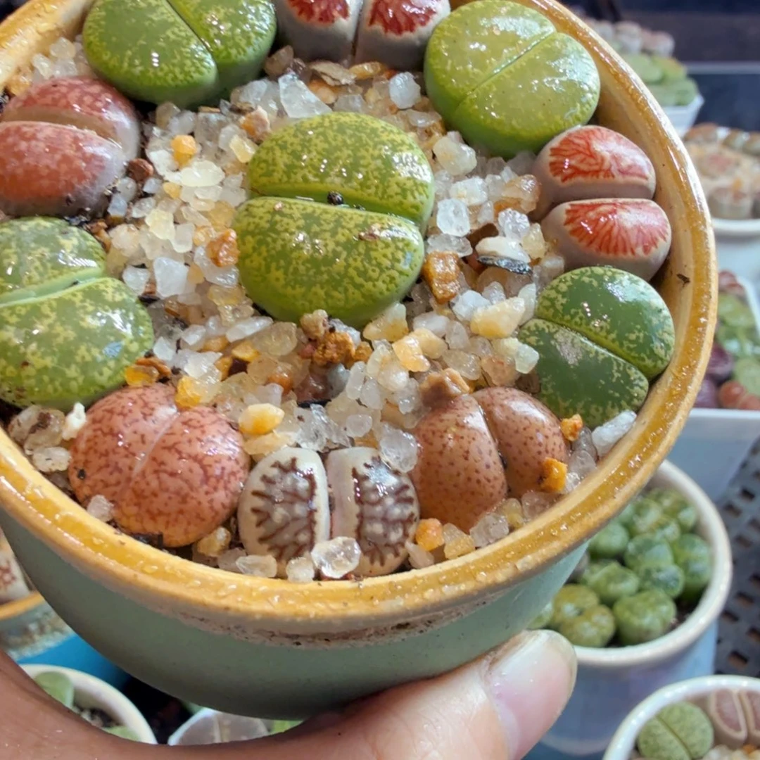 呦***.多肉植物福利来咯867