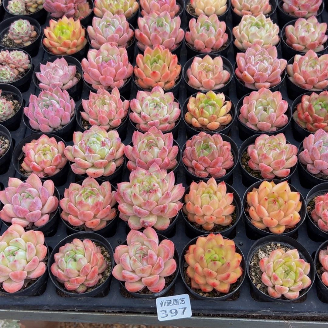 大***子397地方的反反复复吃吃吃v