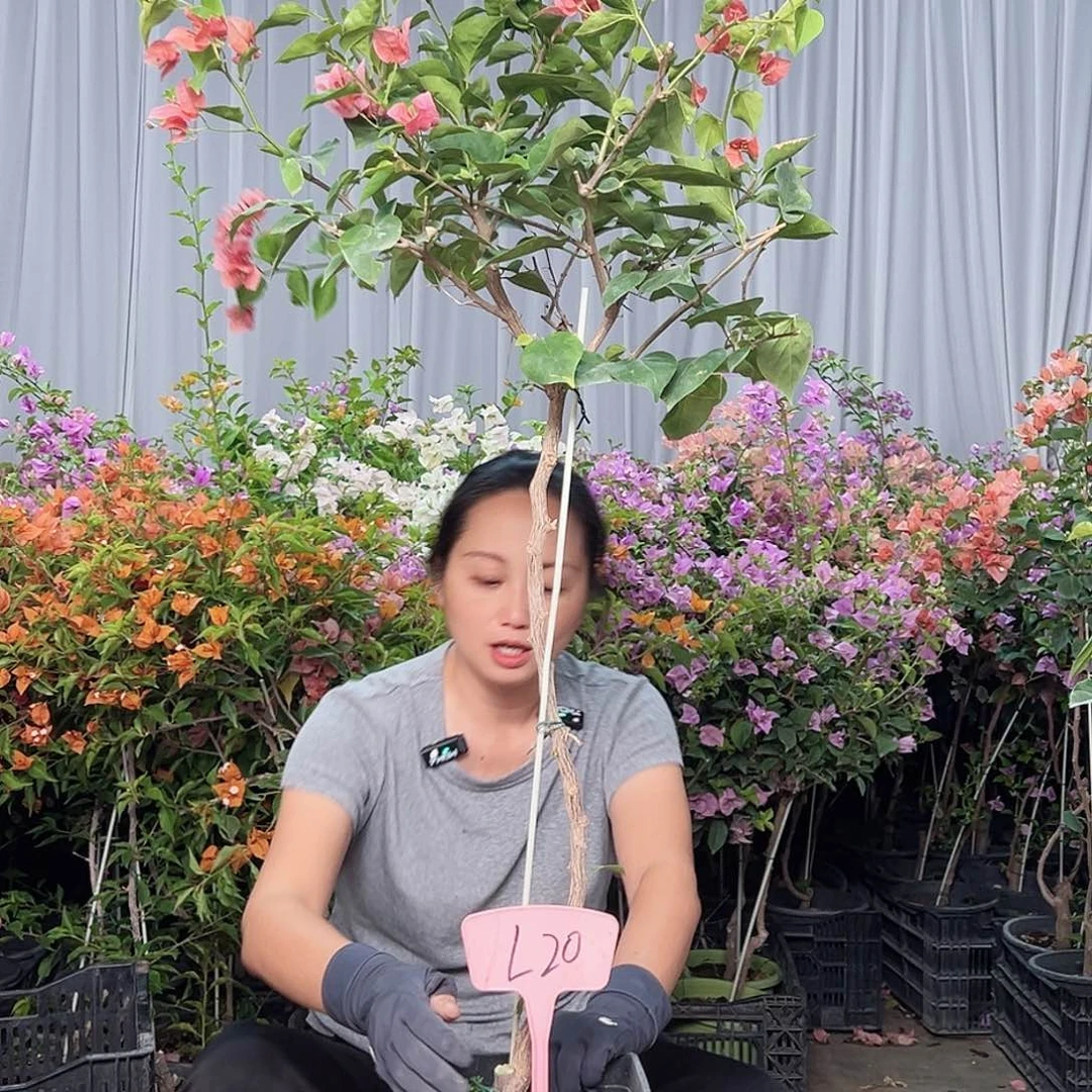衣***装当前无花栽培后可以开花L20不甜西瓜