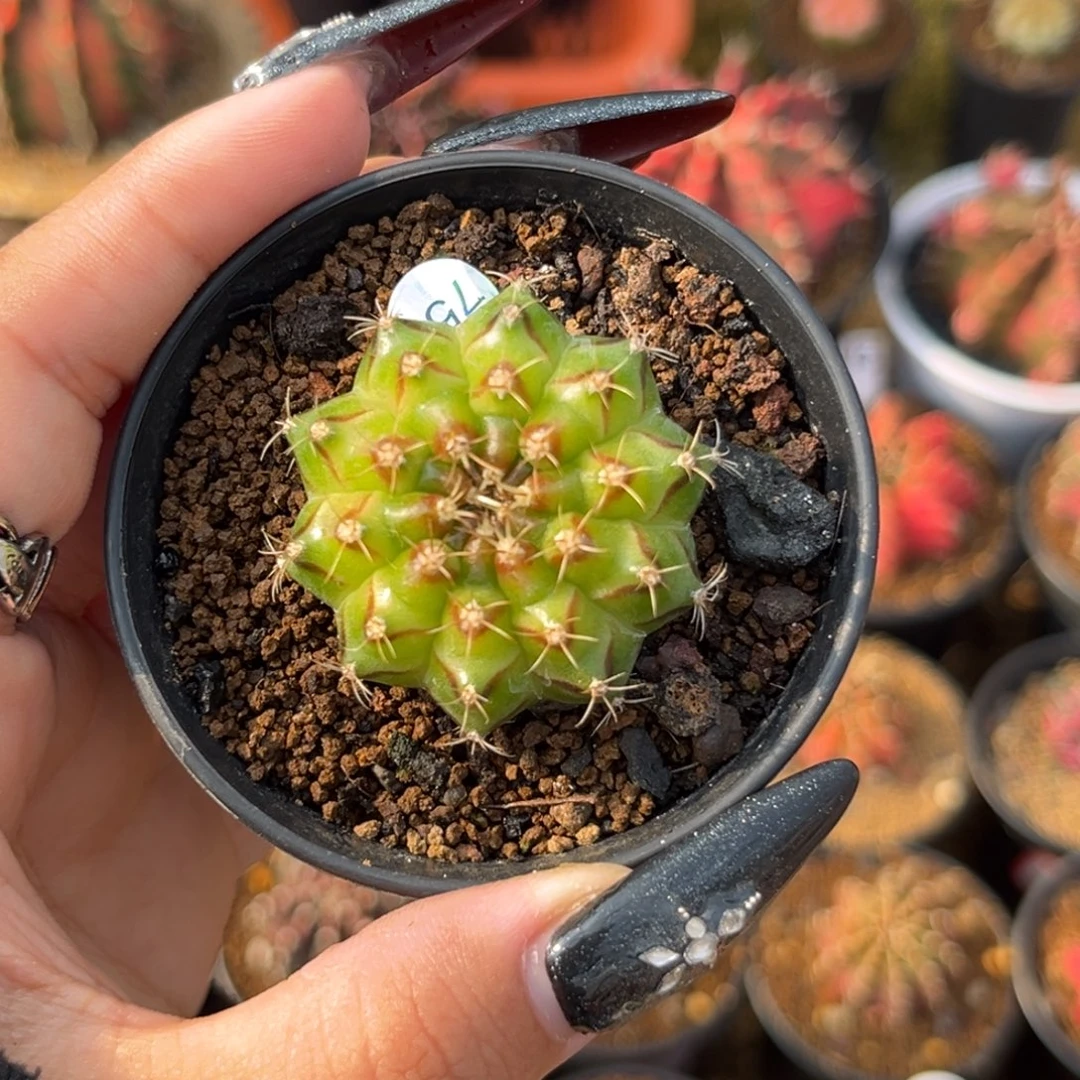 752 轮回特价捡漏