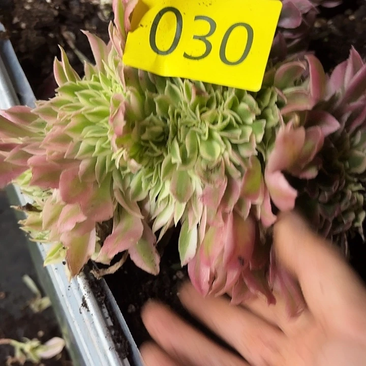 y****?多肉植物福利来030