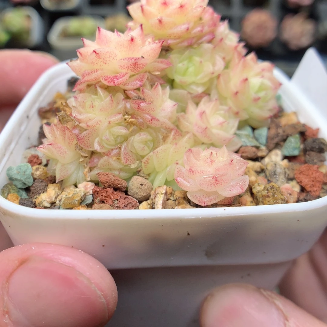 S129y y y y y y y y y