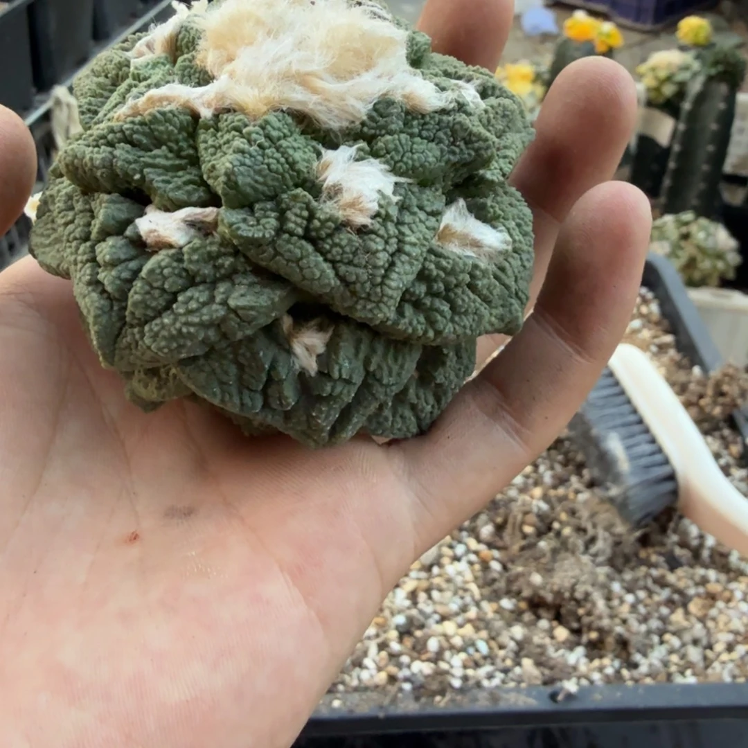 象***宝仙人球开花一个福利品有跟