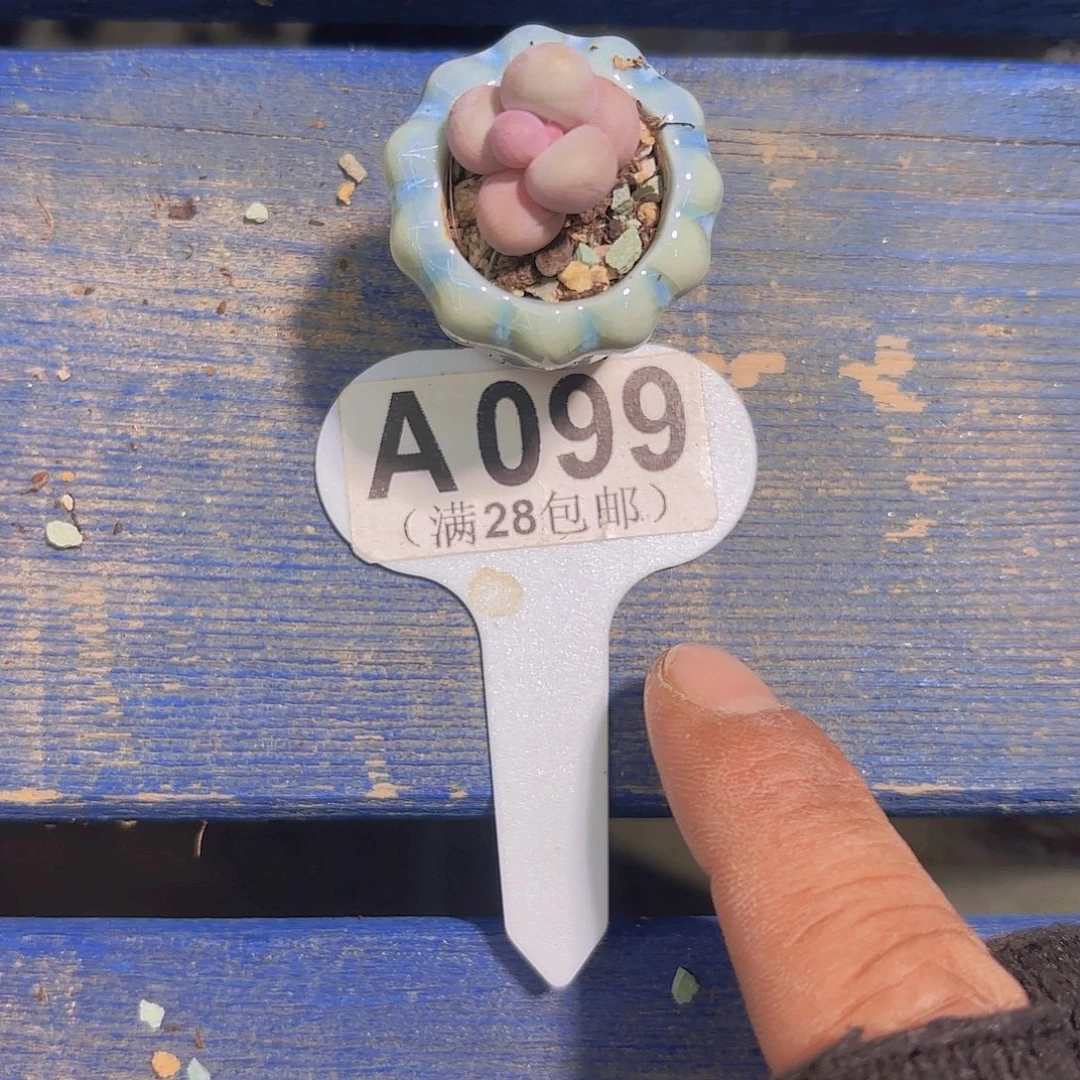 A099奶酪一物一拍