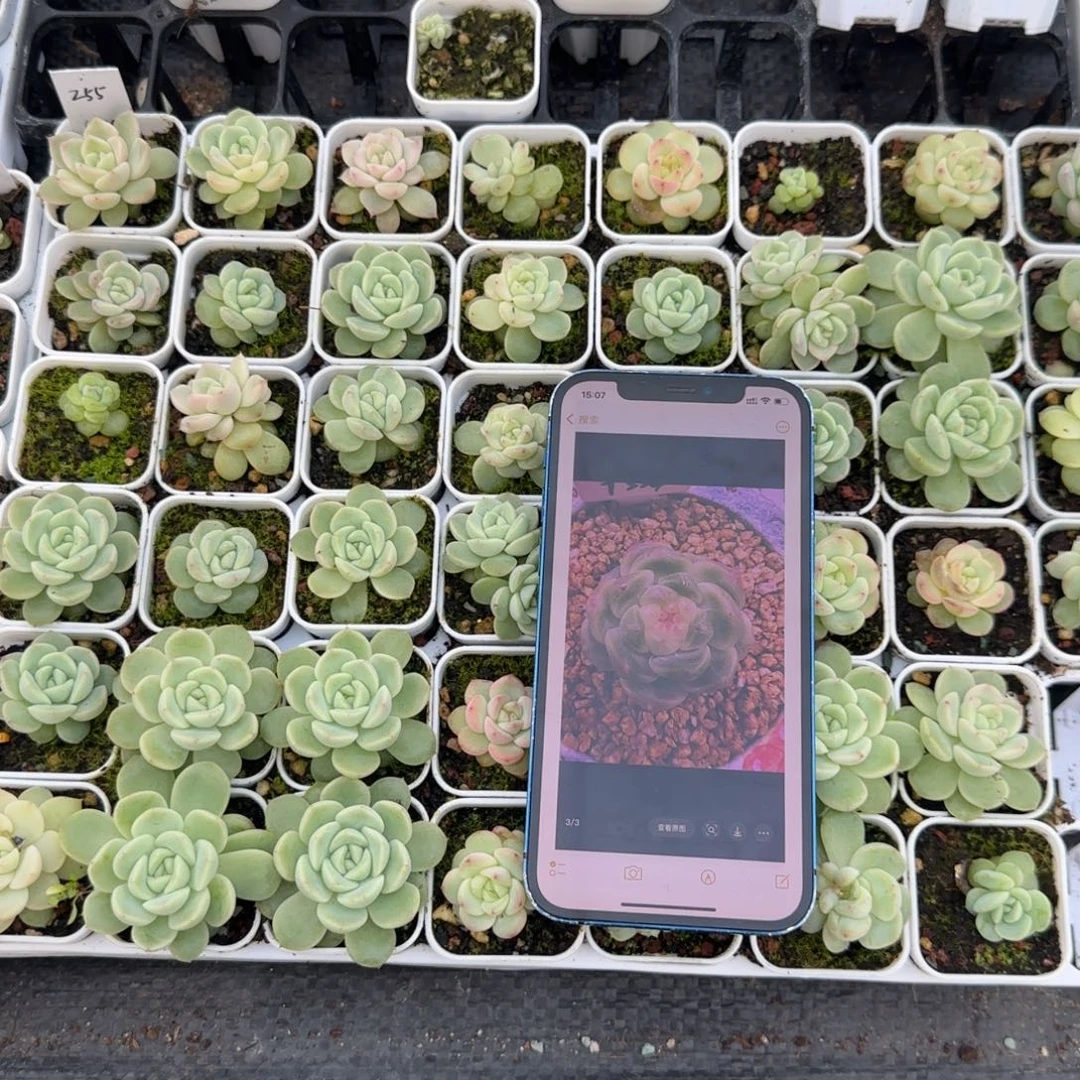 255 盆5床2个满25包邮