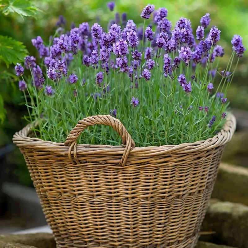 羽叶薰衣草花卉浓香盆栽室内庭院绿植耐寒