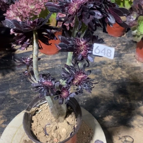 黑法师缀一物一拍