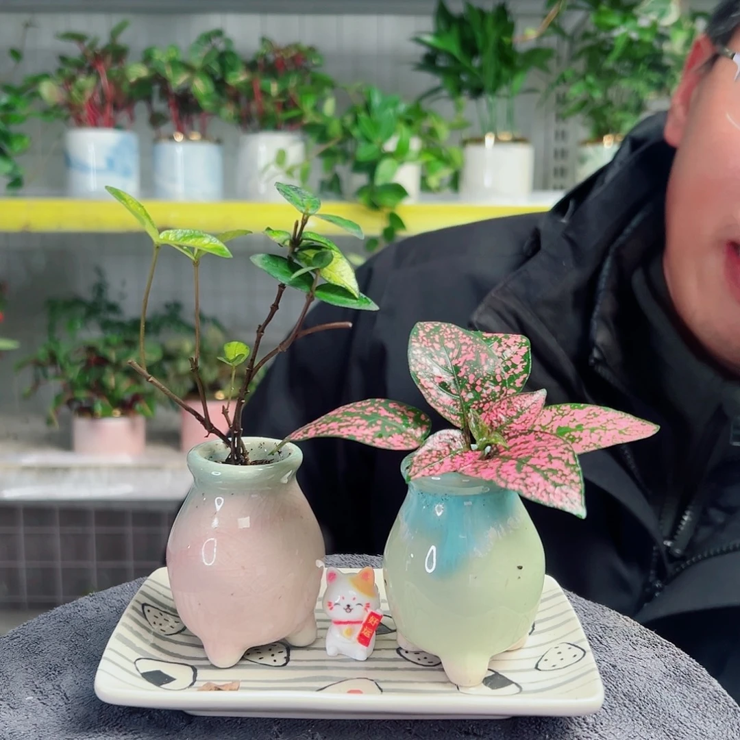 兜***糖无花朵57