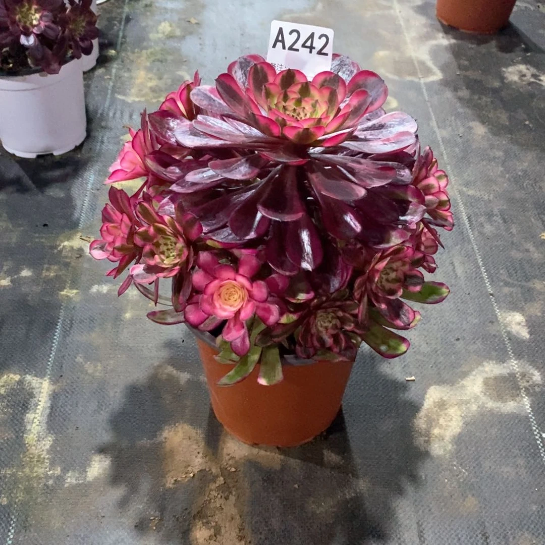 晓*白月光242多肉法师植物