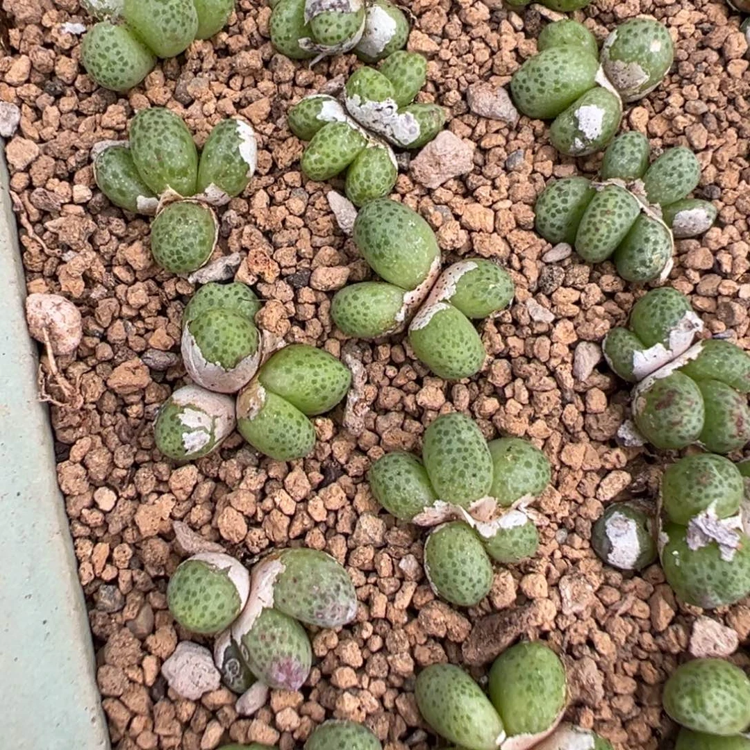 量拍草莓斑马一群