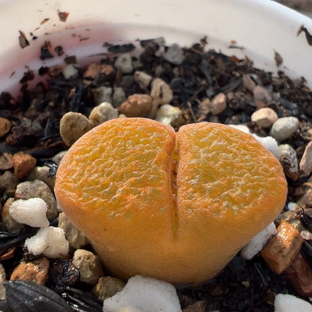 113多肉植物百科