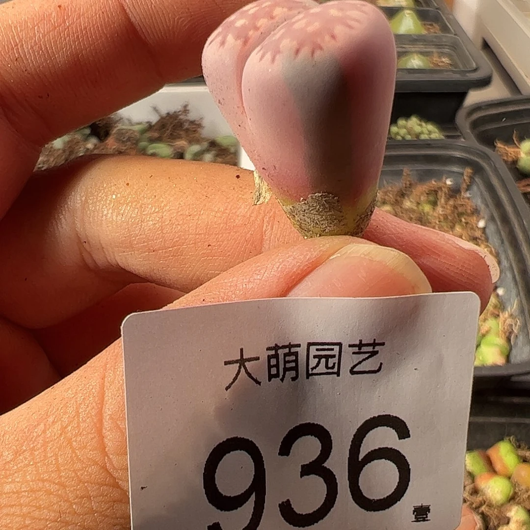 一物一拍。             936