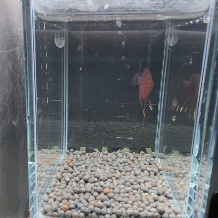 斗鱼泰国斗鱼592号