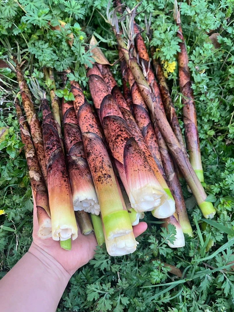 E湖南水竹笋干小笋干湘西深山现挖野竹笋带壳甜笋嫩笋尖手剥笋