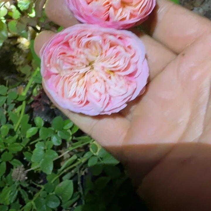 无花朵皇家腮红小苗