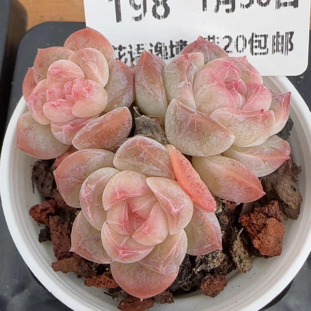花语逸镜0130-198