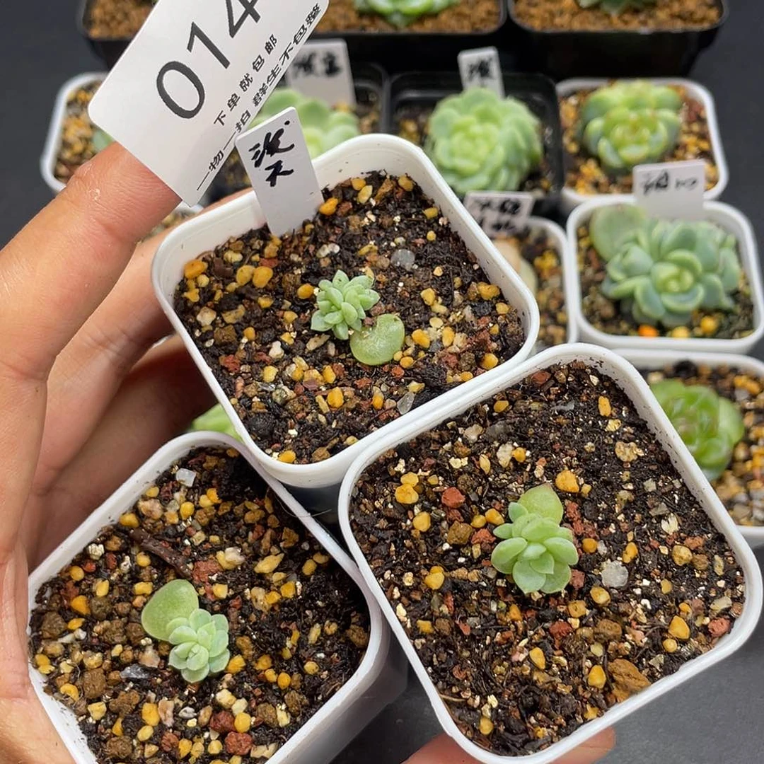 泼天富贵一物一拍三个014