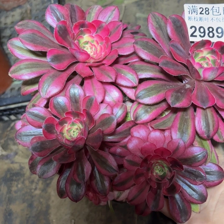 29897初恋多肉植物