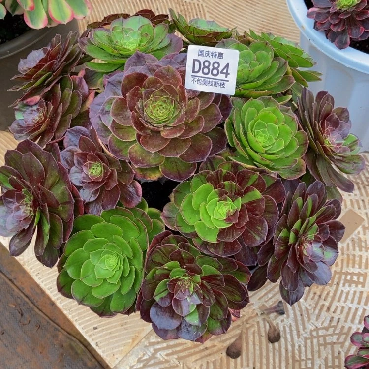 【闪购商品】?*丫884花月夜多肉