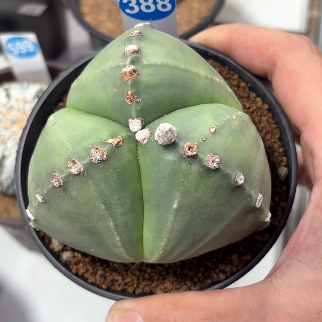 388实生三角鸾凤玉带盆带土